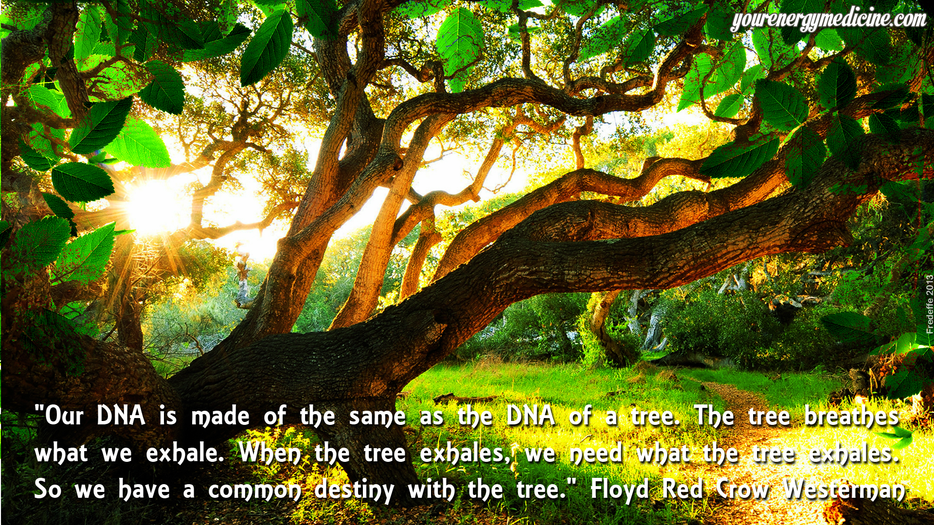 Jobtilbud Alexander Graham Bell Præferencebehandling The importance of trees in Shamanism and Natural Medicine |  yourenergymedicine.com blog